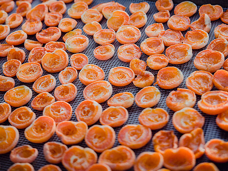 Image de demi-abricots congelés, alignés sur un tapis suite au processus de congélation industrielle