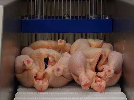 Photo montrant quatre poulet dans un injecteur industriel, au moment où les aiguilles pénètrent la viande pour injecter une solution