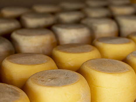 Plusieurs fromages disposés pour sécher, illustrant l’étape de maturation ou d’affinage